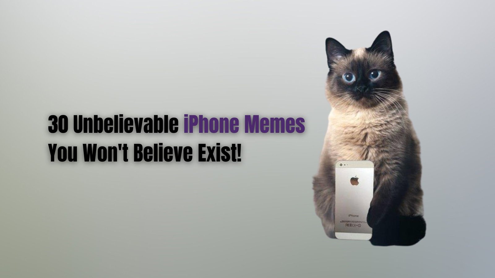 Cat with an iPhone