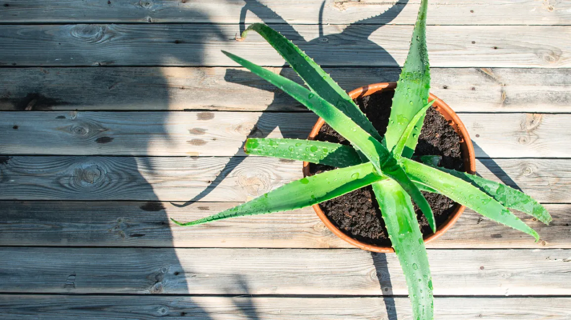 There Are Many Benefits To Using Aloe Vera